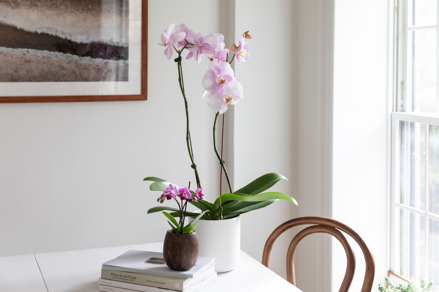 Orchid (Phalaenopsis)