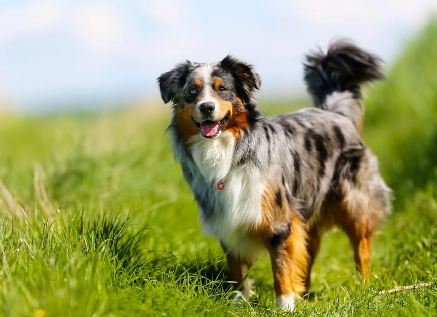 aussie dog, australian shepherd history