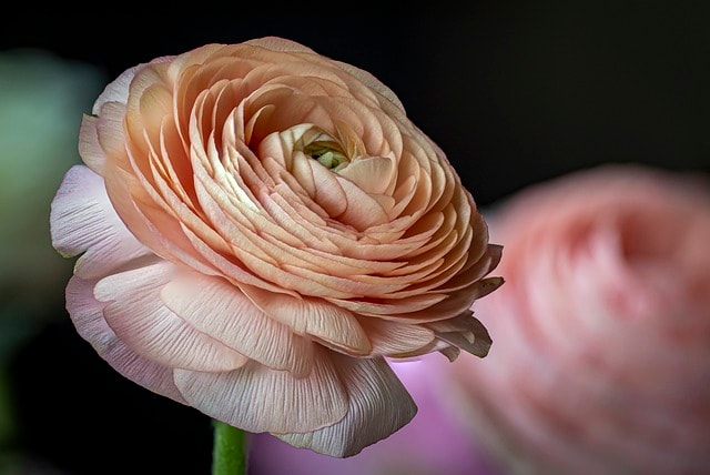 flower, crimson, nature, macro, bloom, blossom, flower background, botany, petals, flower wallpaper, flower, flower, beautiful flowers, flower, flower, flower, nature