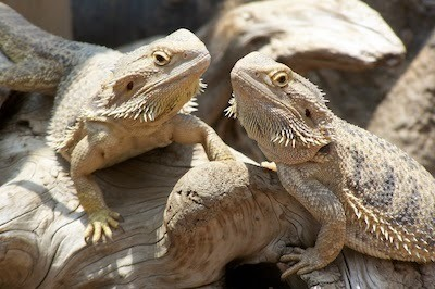 female bearded dragon living