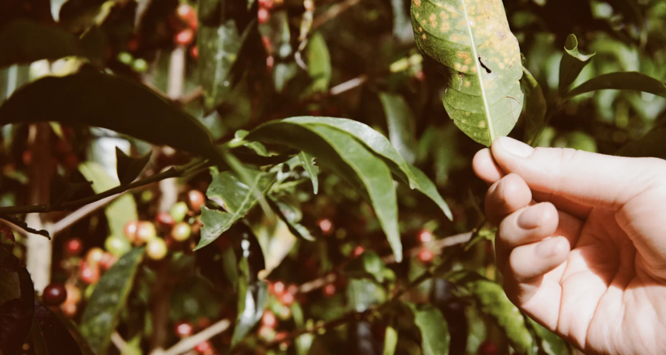 An image of a coffee plant.