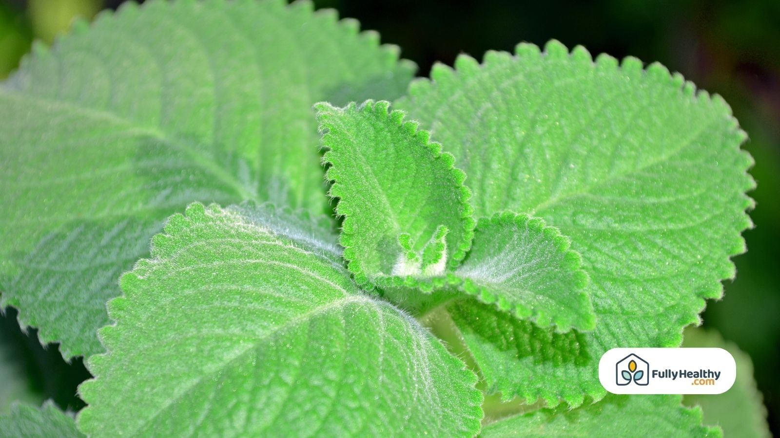 Close-up of fresh green oregano leaves in natural garden setting