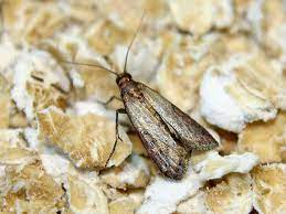 Manage Indianmeal Moth