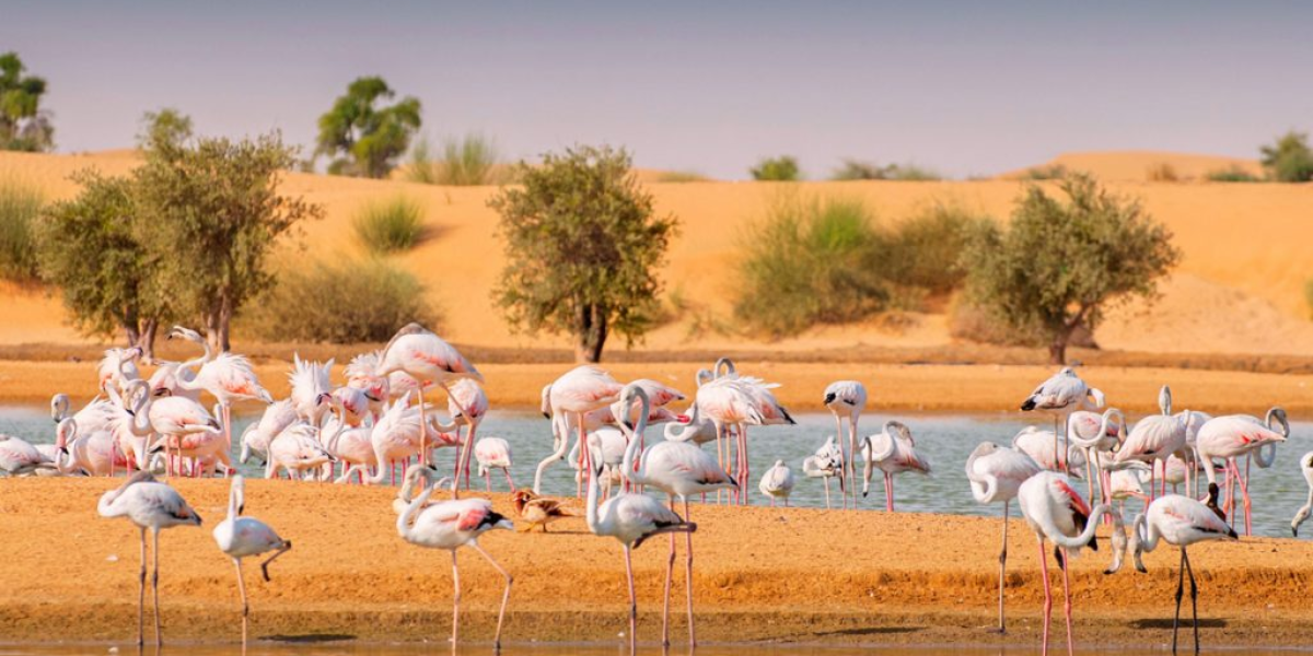 Interesting animals in dubai