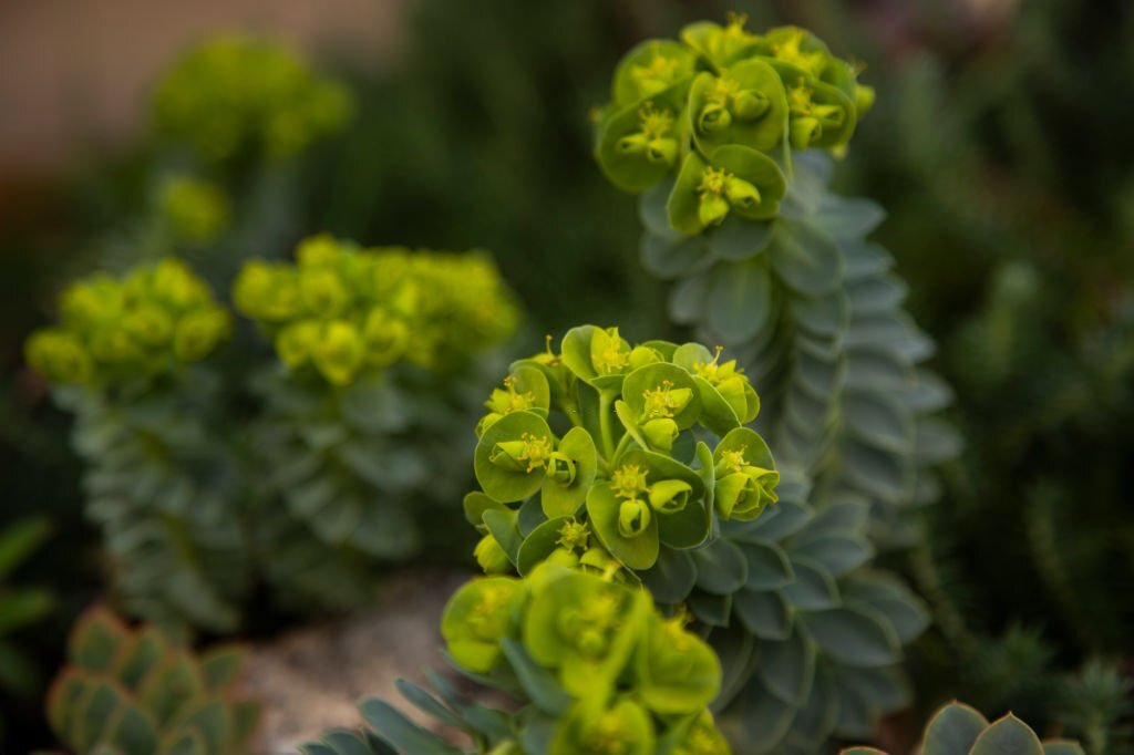 Euphorbia