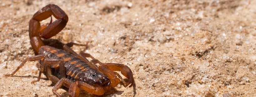 An image of a scorpion on a sandy background.