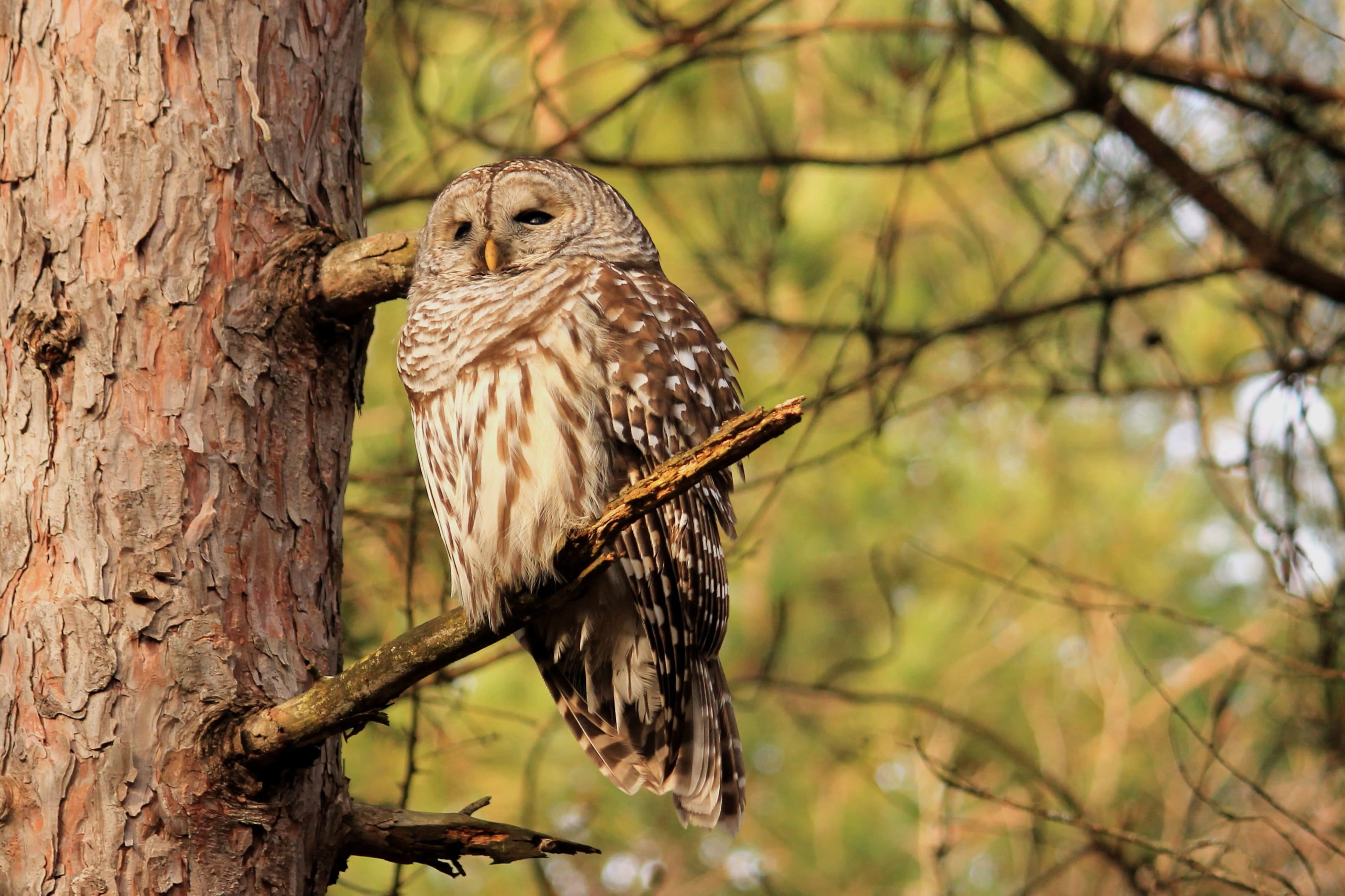 Significance of Owls Visiting Your Home