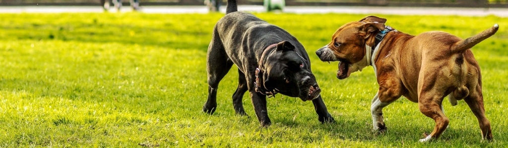 An image showing dangerous breeds and high risk dog breed