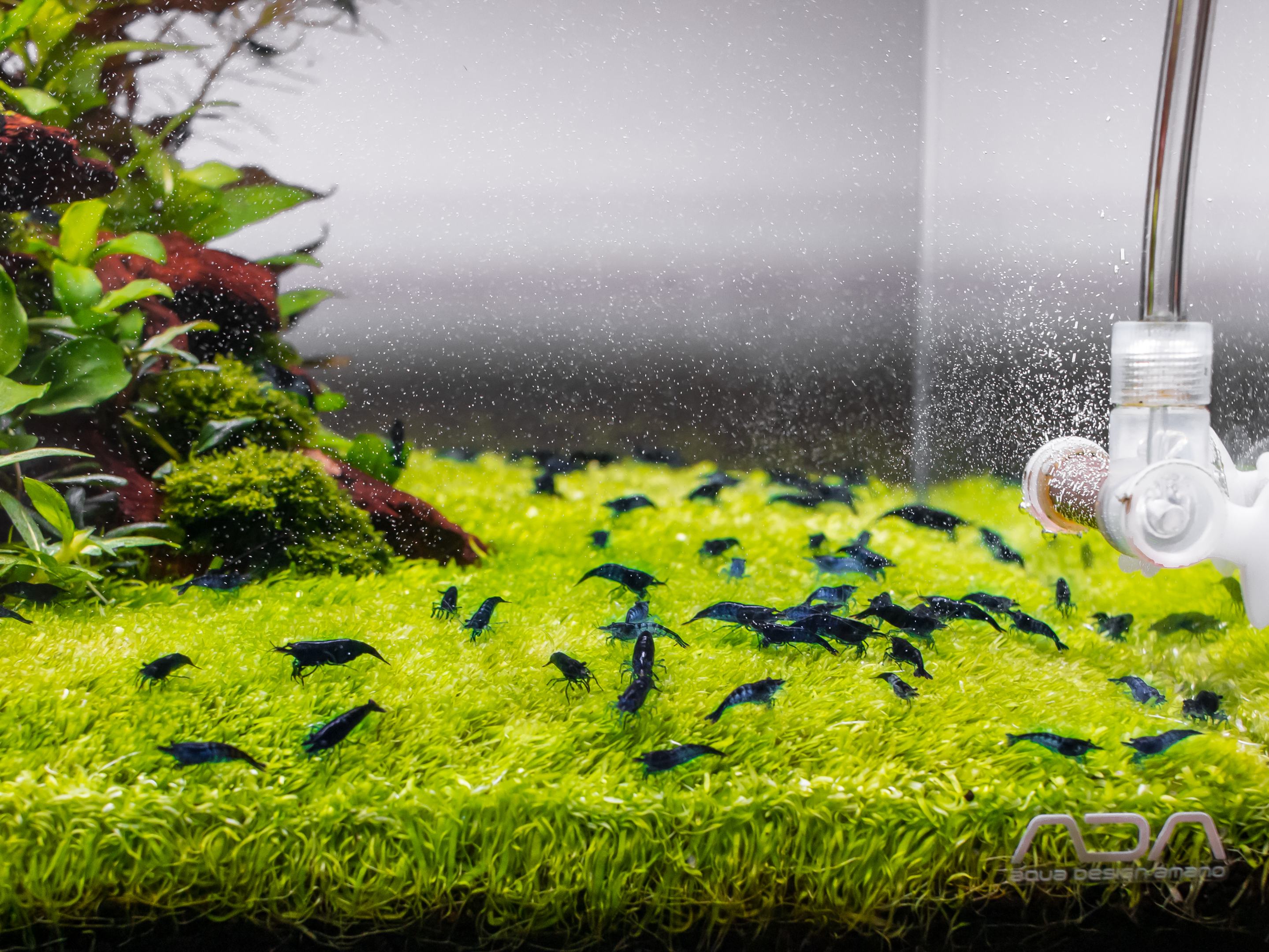 Carpeting plants in the aquarium