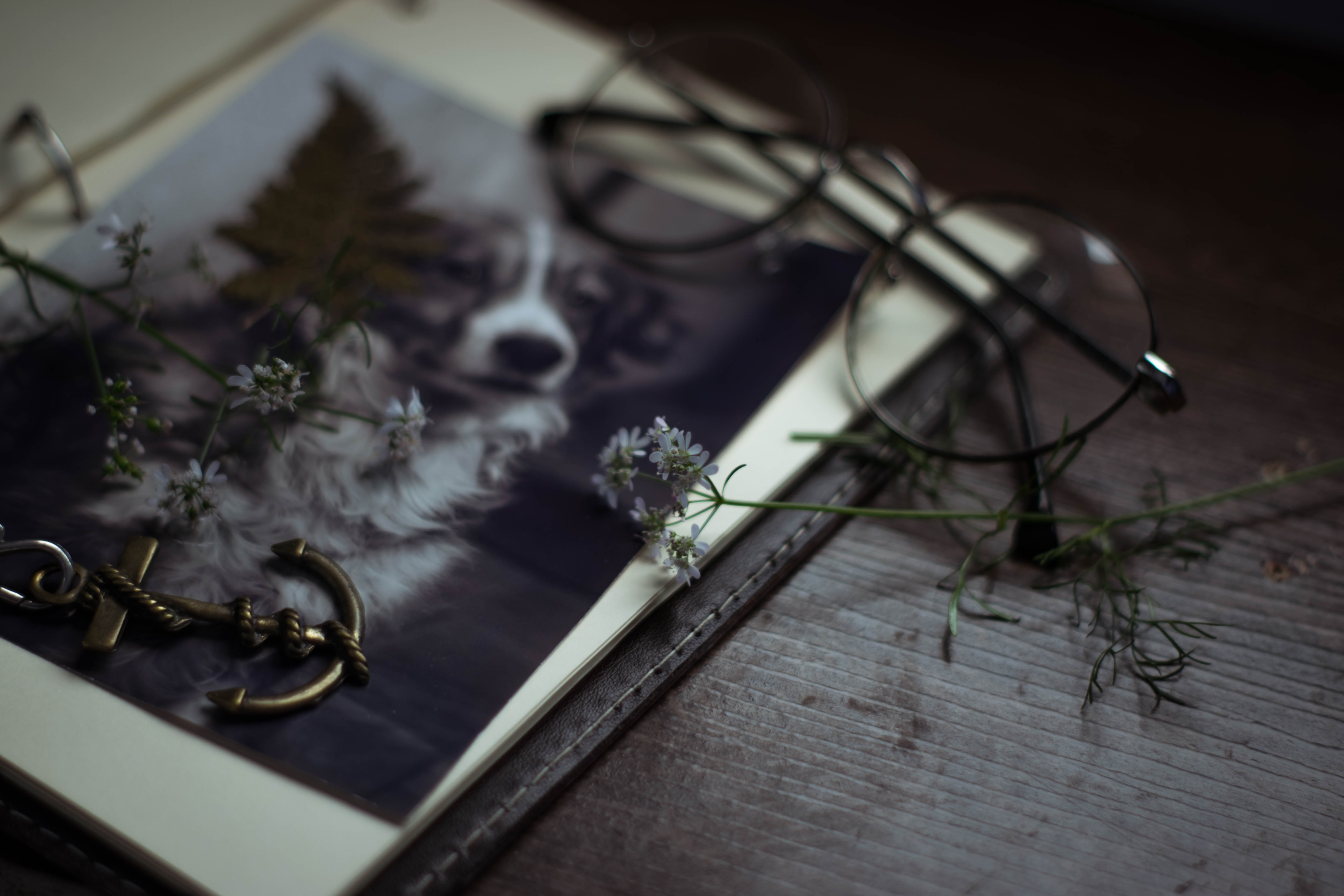 https://www.pexels.com/photo/opened-diary-with-dog-photo-eyeglasses-and-white-flowers-4896292/