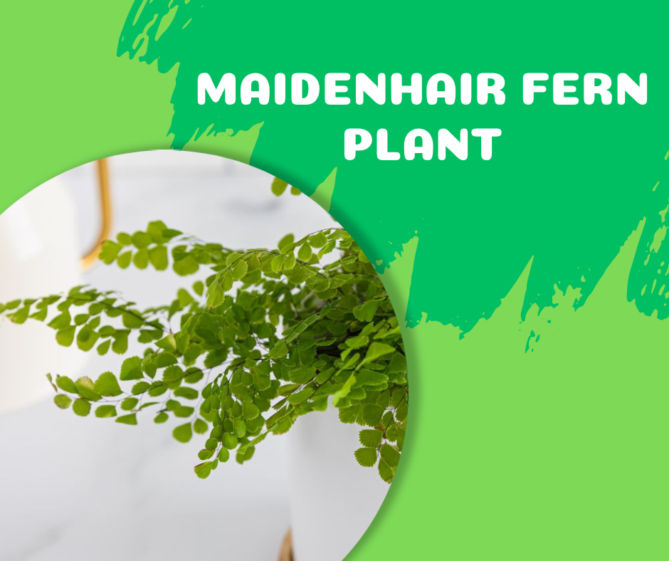 maidenhair fern