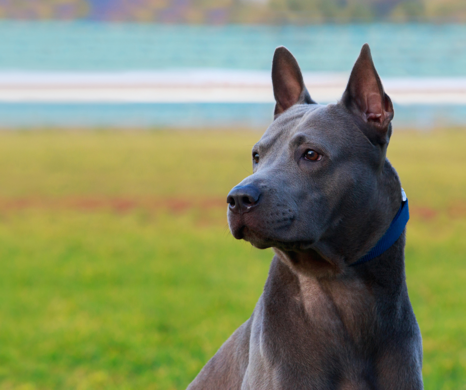 Thai Ridgeback - FurLyfe!