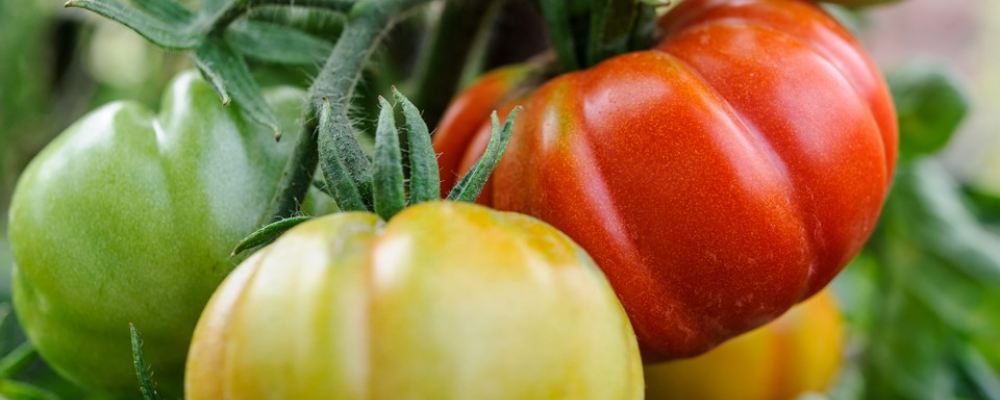 Grow Tomatoes in Grow Bags