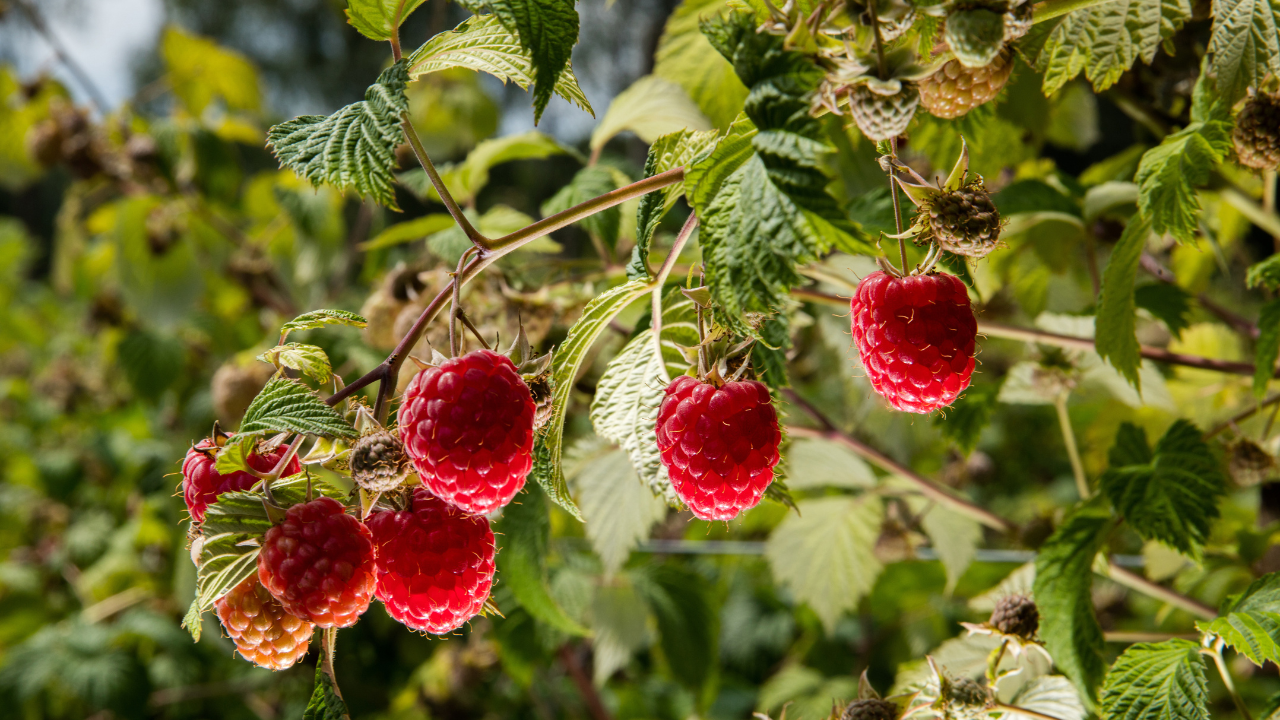 Red Rasberry leaf