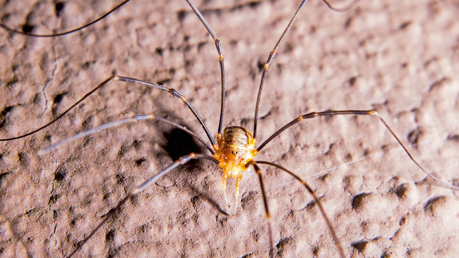 A close-up view of a Daddy Long Legs.