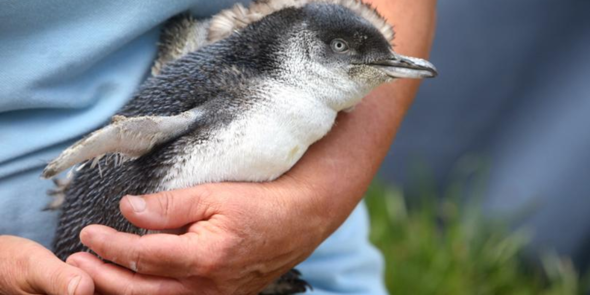 interesting animals in tasmania