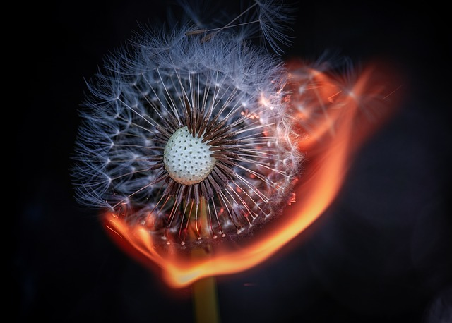 dandelion, flower background, flower