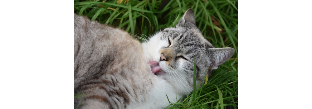 cat, animal, rough cat tongue