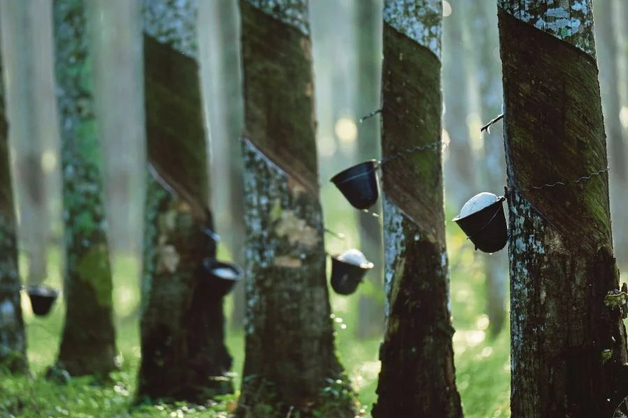 natural rubber trees 