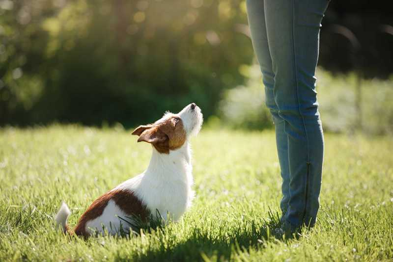 positive reinforcement dog training, dog 