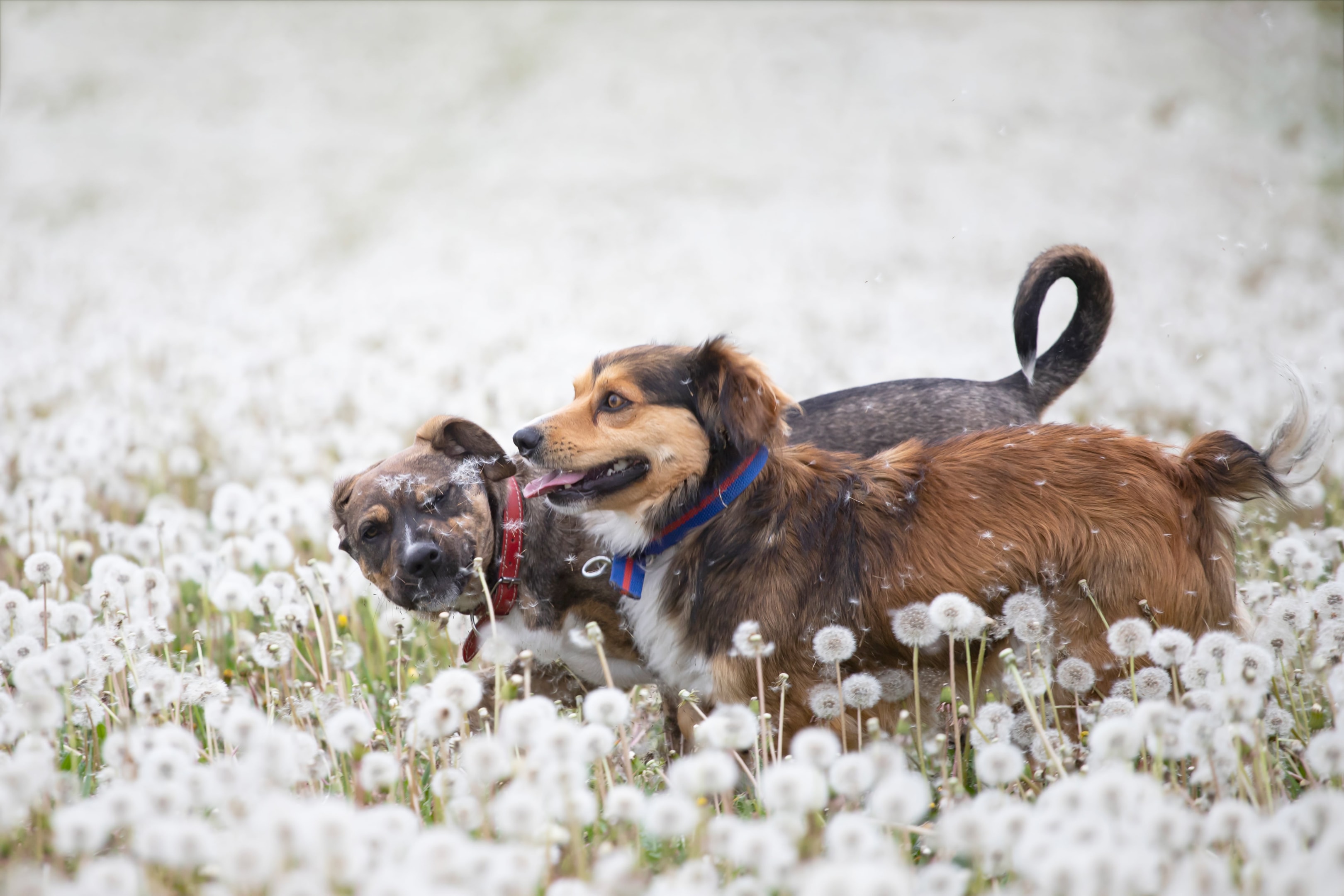 two dogs playing in a field of dandelions