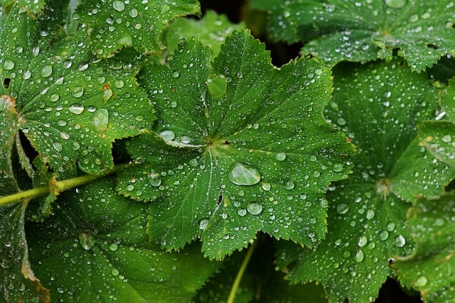 frauenmantel, waterdrop, plant