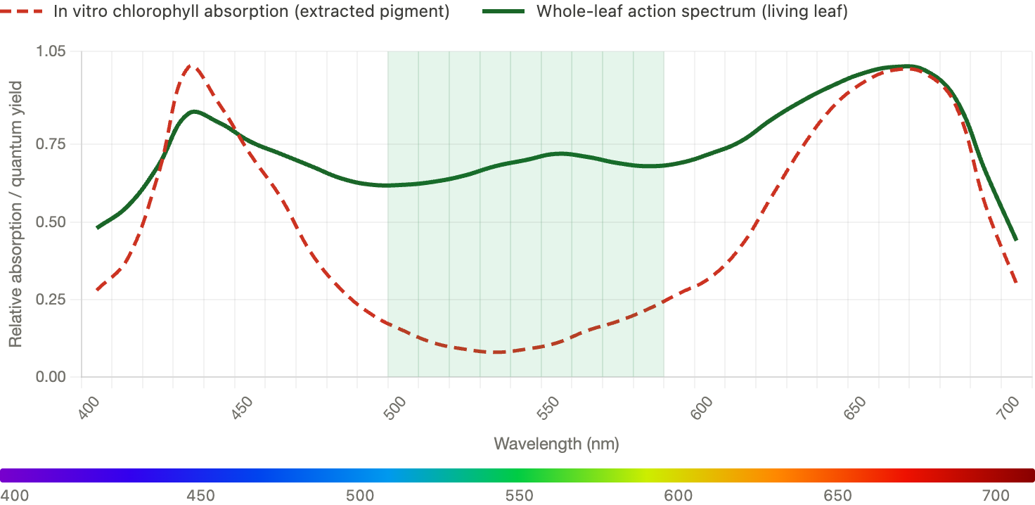 Graph showing Absorption Spectrum vs. Action Spectrum