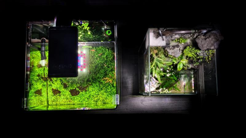 planted tanks