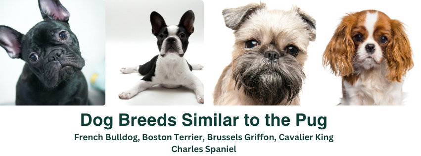 A photo collage of dog breeds that look like the pug