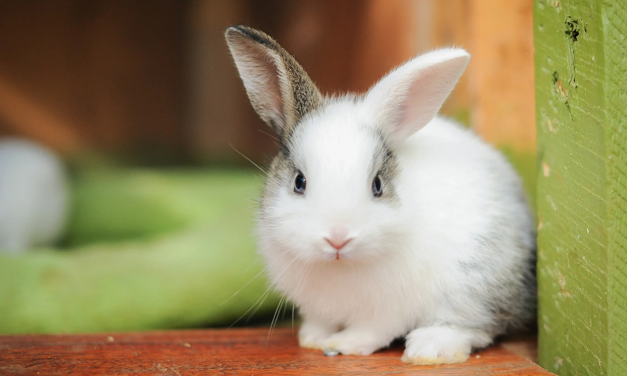 Chew Toys for Pet Rabbits