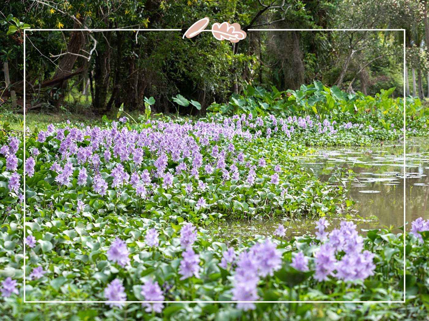 Water hyacinth flowers covering a wetland surface with lilac blooms and dense green leaves