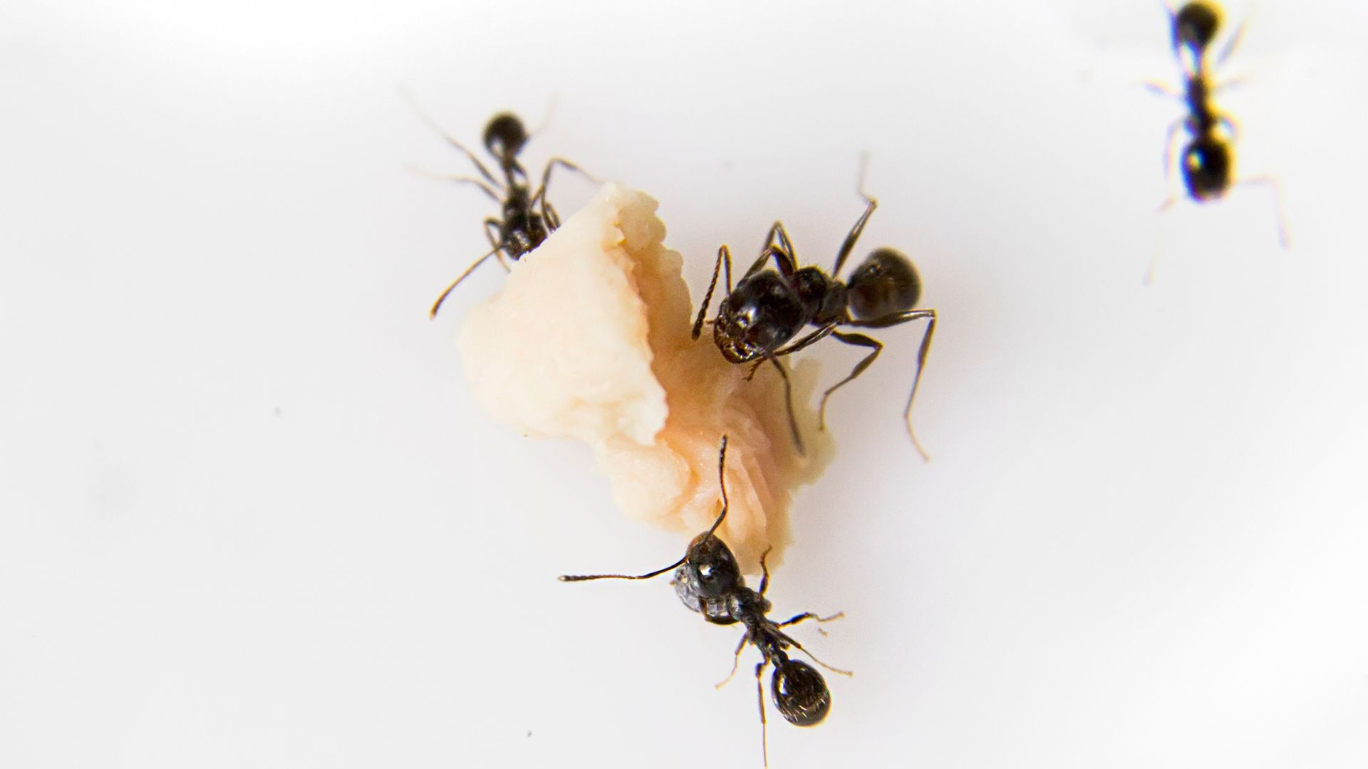 An image of four ants gathering around a piece of food on a white background inside a home.