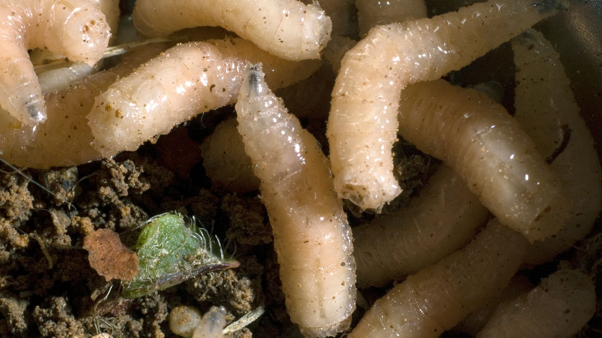 An image of fly larvae or maggots.