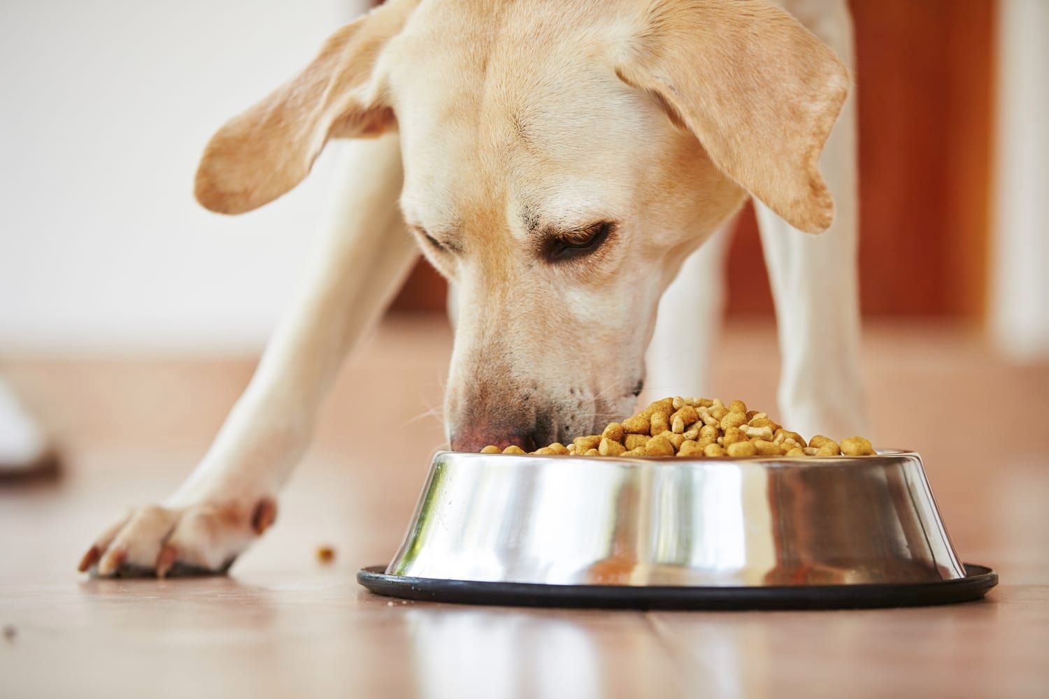 Top-Quality Dog Food Brands