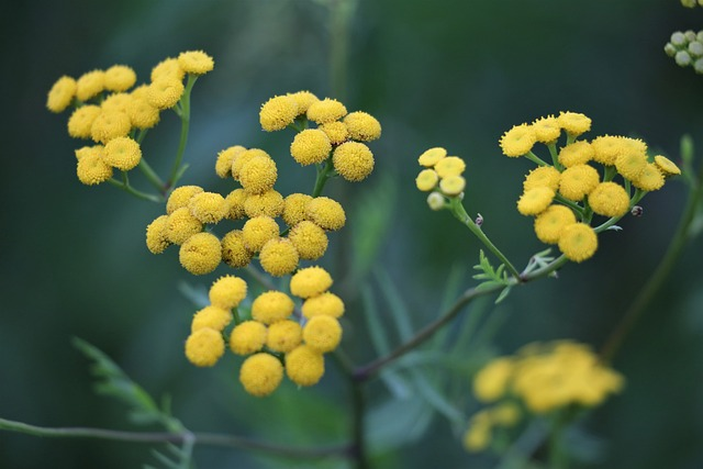 immortelle, beautiful flowers, helichrysum