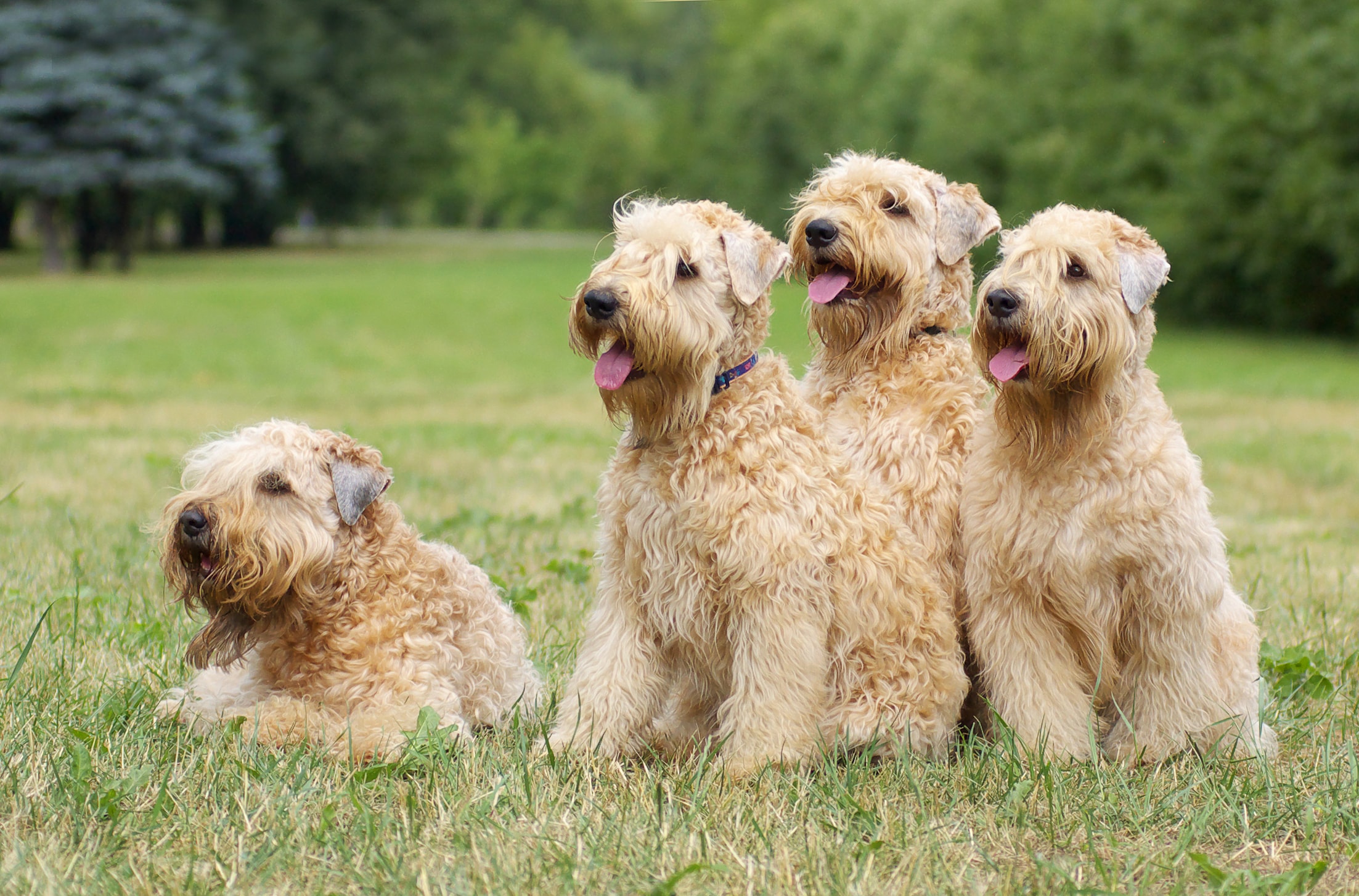 Four Soft Coated Wheaten Terriers playing in a field