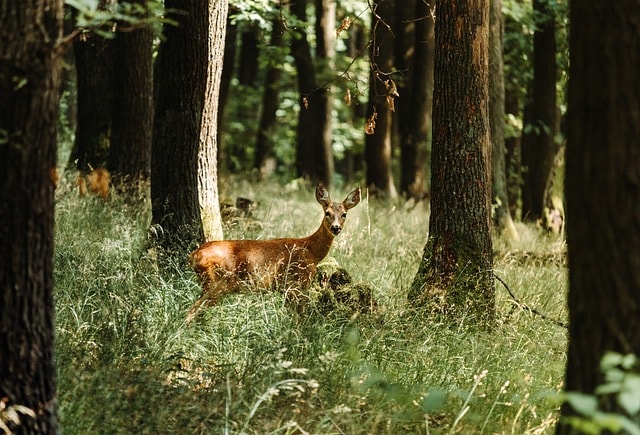 deer, fawn, nature