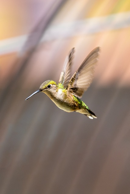 wildlife, bird, hummingbird