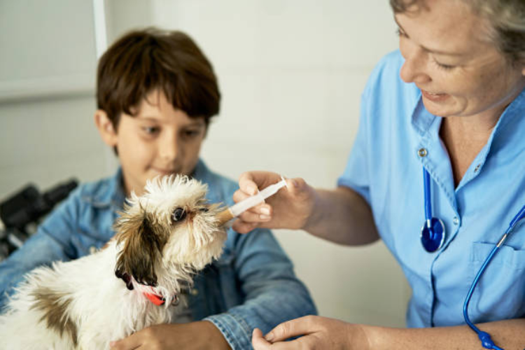 Seek Professional Veterinary Advice