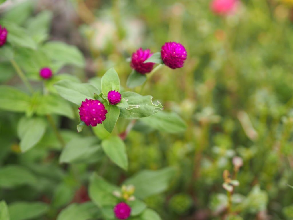 Globe Amaranth