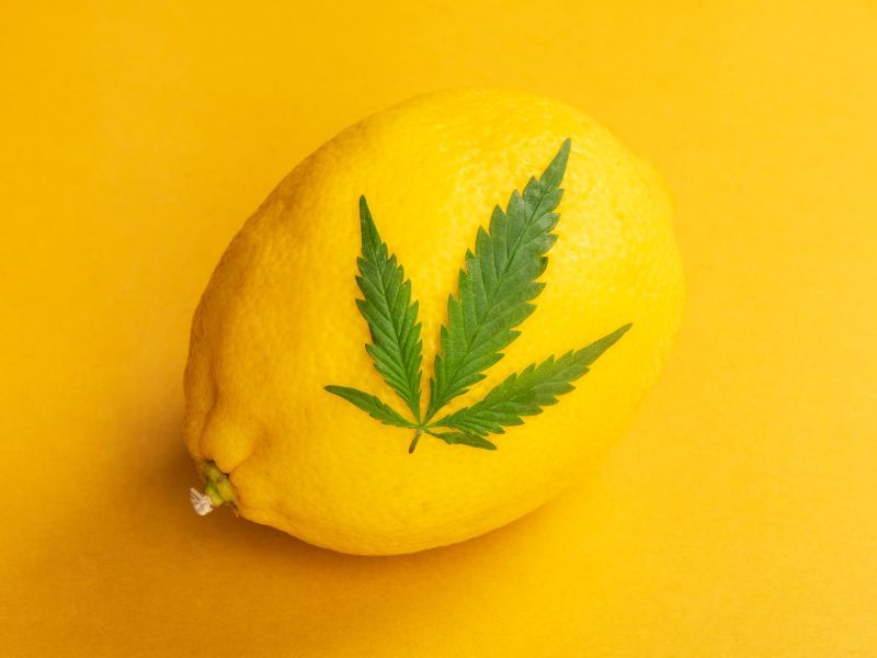 cannabis leaf on lemon