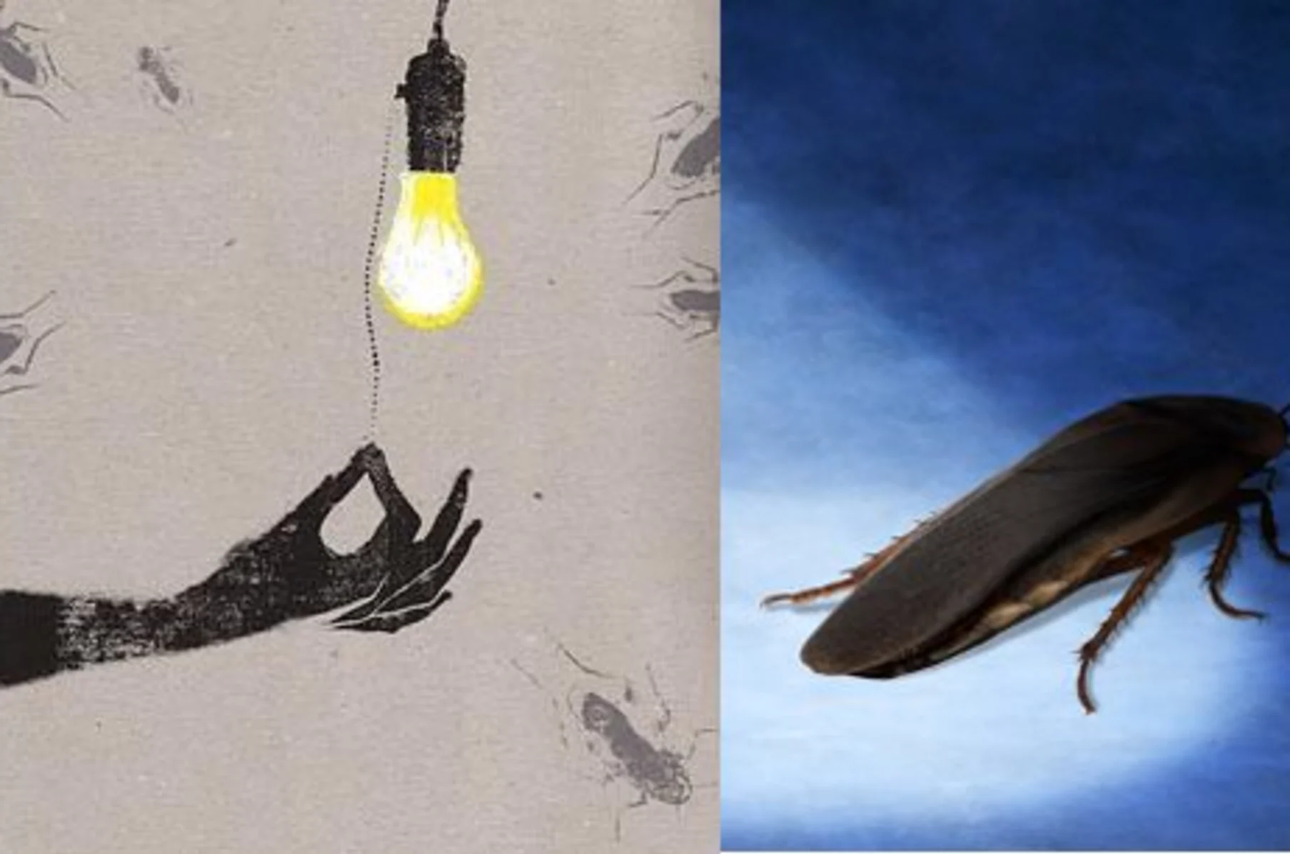 Shedding Light on Roach Behavior Do Roaches Prefer Light? Experts