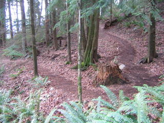 trail, forest