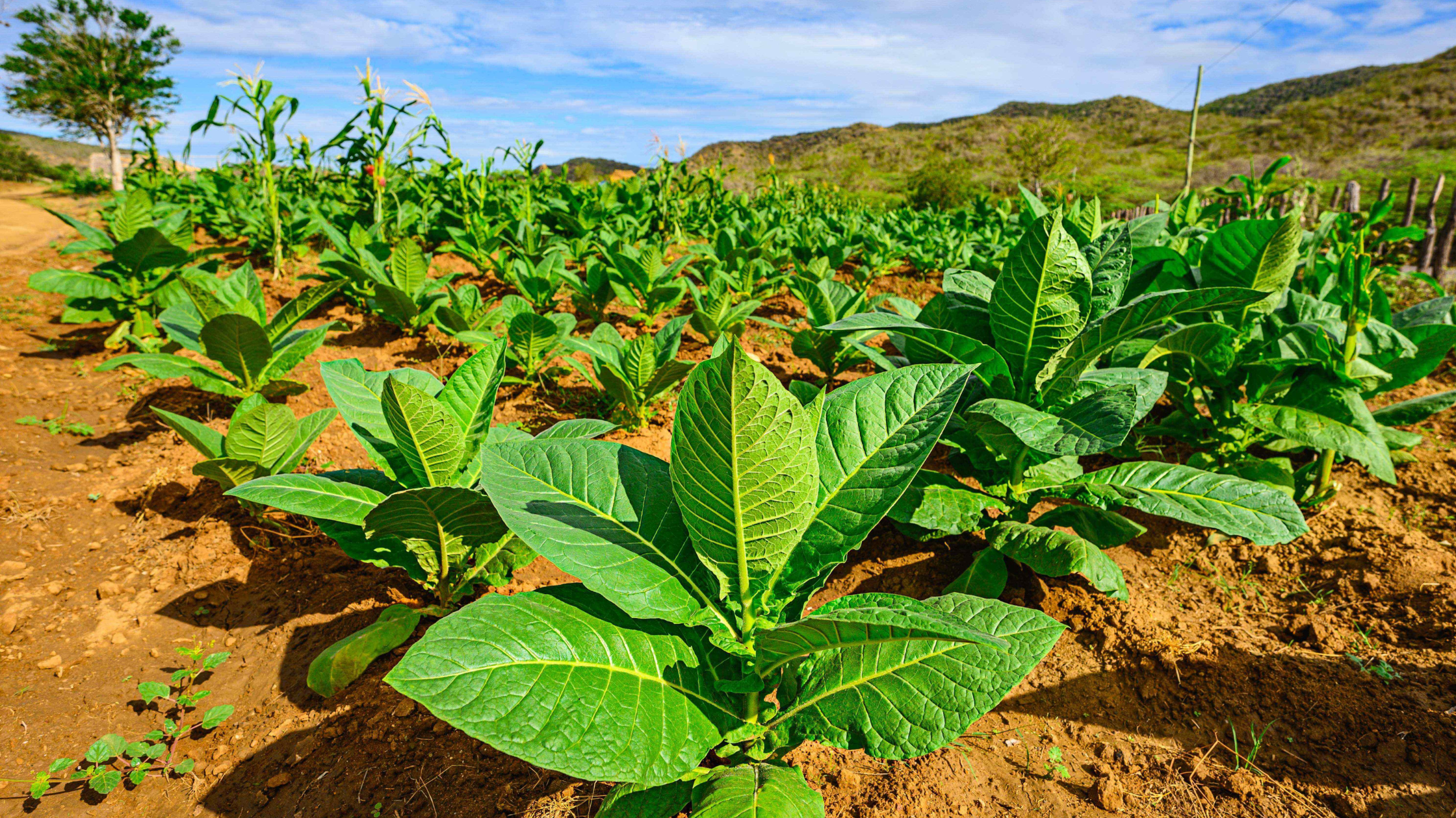 Explore More Cigar Comparisons