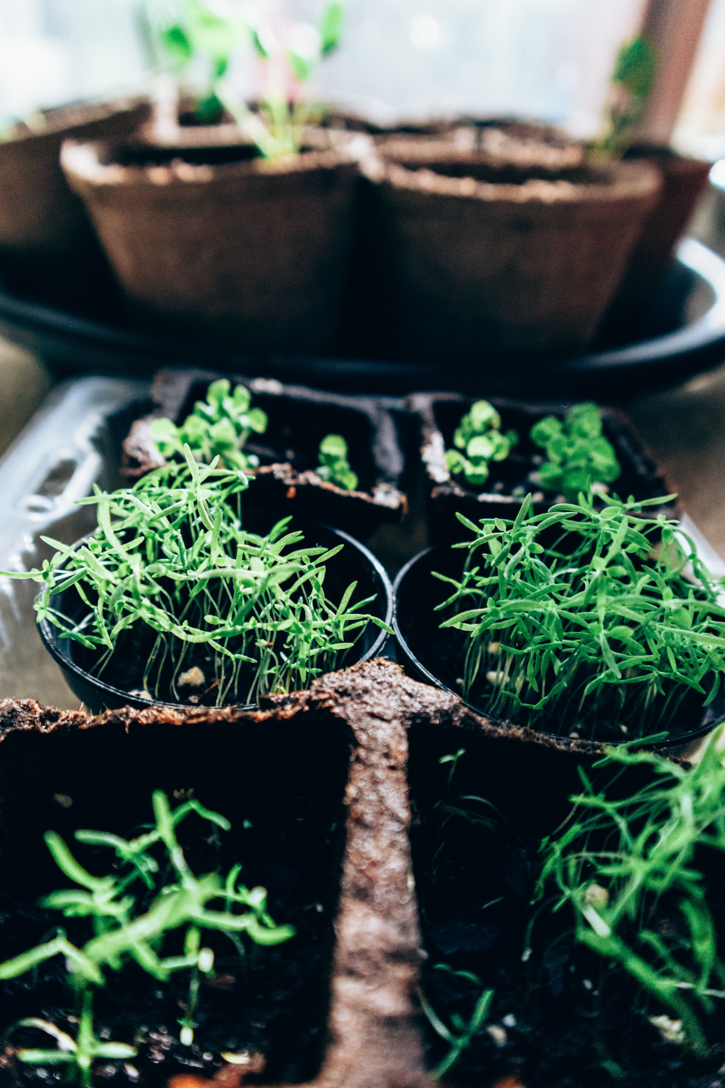 Potting soil is the right choice for young plants