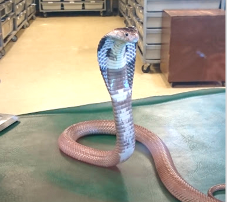 Cobra at Reptile World Serpentarium