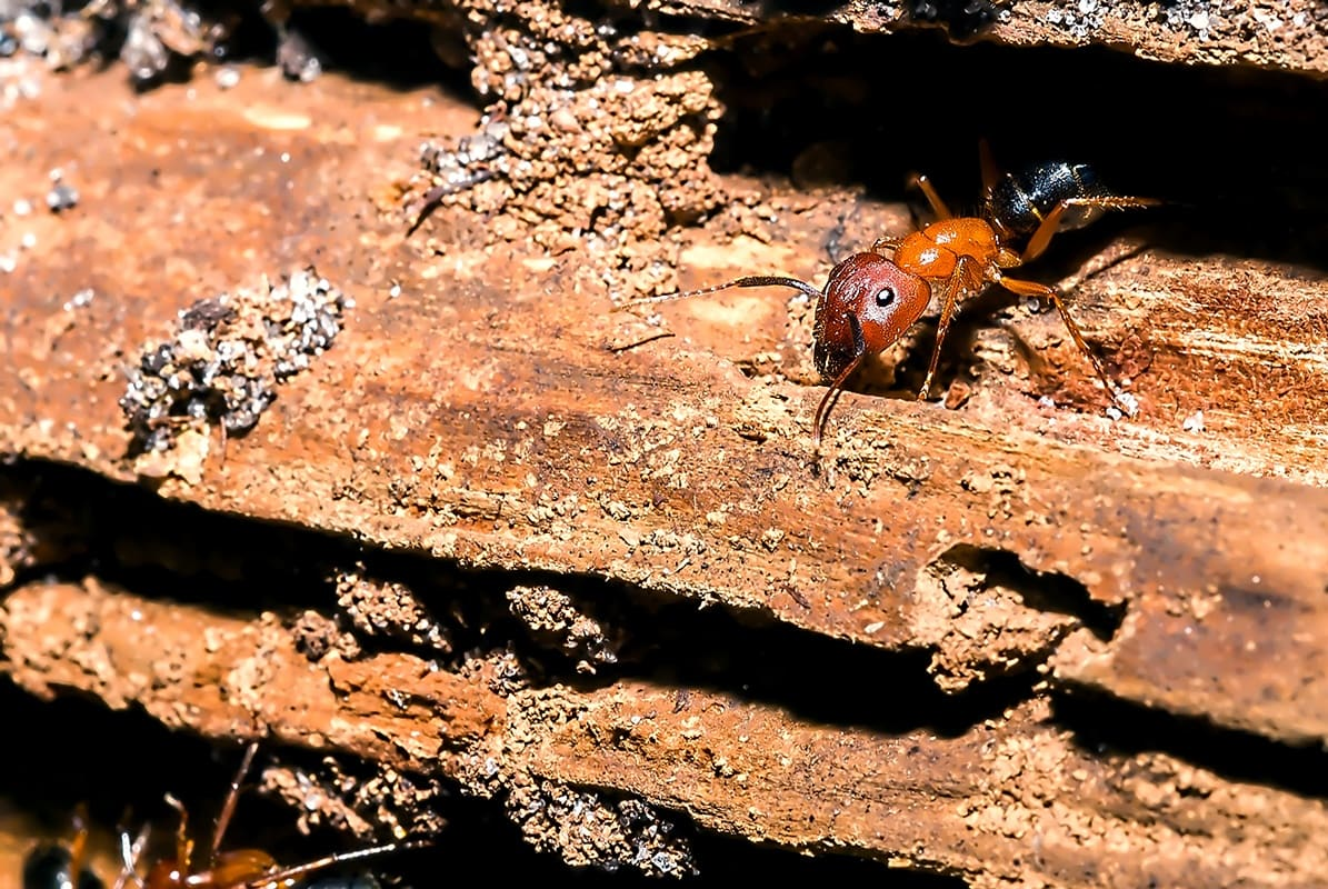 Getting Rid of Carpenter Ants