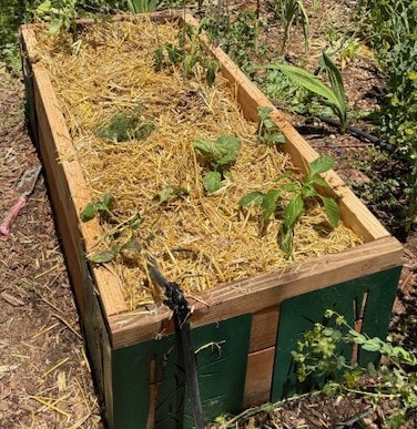 Grow your own food in a raised bed. 