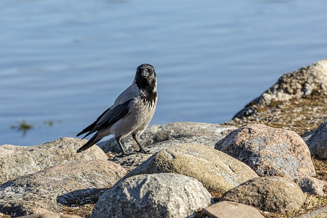 hooded crow, bird, nature