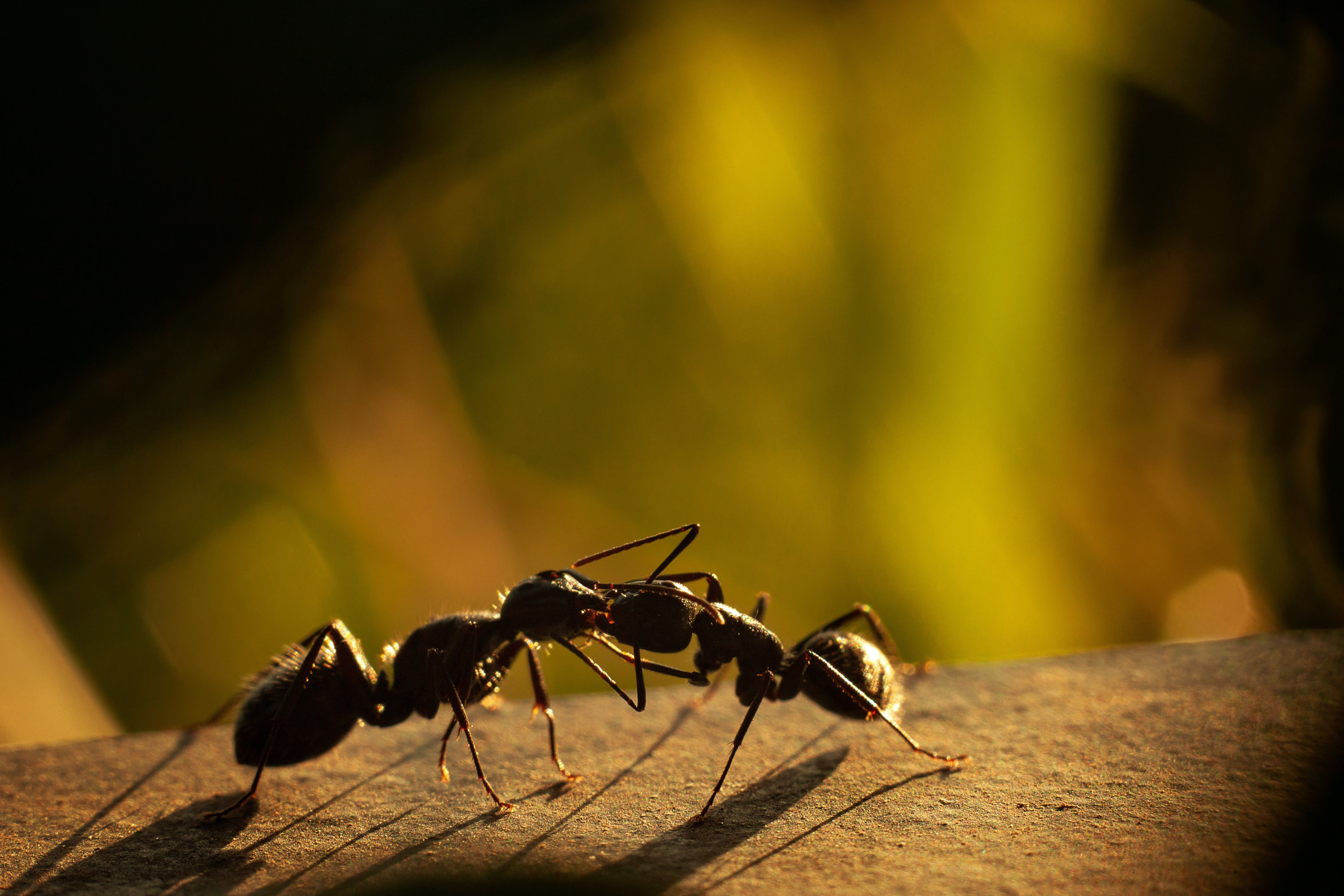 Ants, trophallaxis